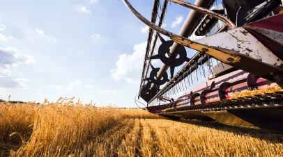 Combine collecting Wheat