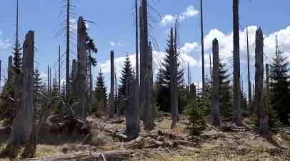 Acid Rain in Germany's Black Forest